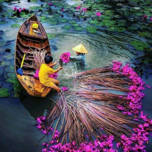 Tranh